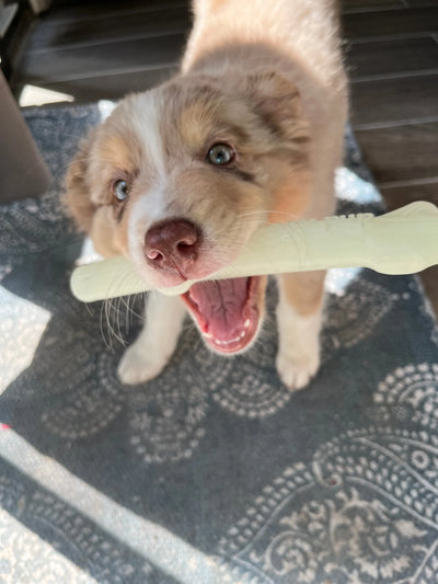 Fetch & Glow Balls - Your Pet Connection