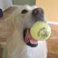 Fetch & Glow Ball - Your Pet Connection