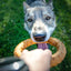 Gnaw Guard Foam Ring - Your Pet Connection