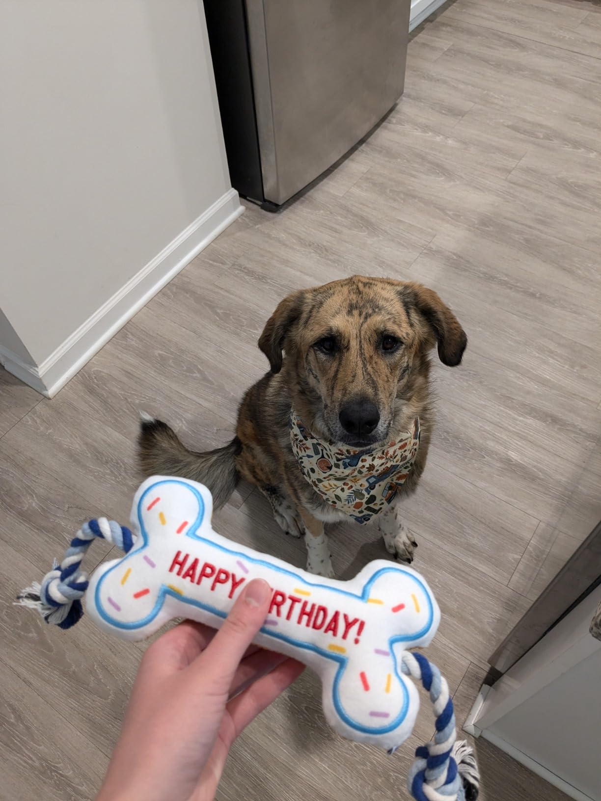 BIRTHDAY BONE - Your Pet Connection
