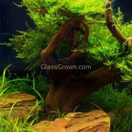 Dragonwood Bonsai Wood Nano Size 6" - Your Pet Connection
