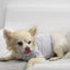 COIN1804 Trendy Burnout Dog Clothes