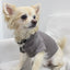 Doggy Hoodie - Your Pet Connection