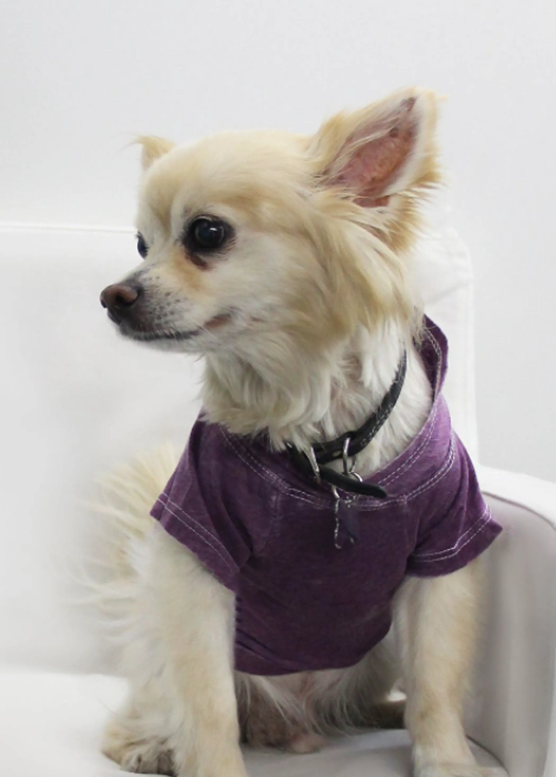 Doggy Hoodie - Your Pet Connection