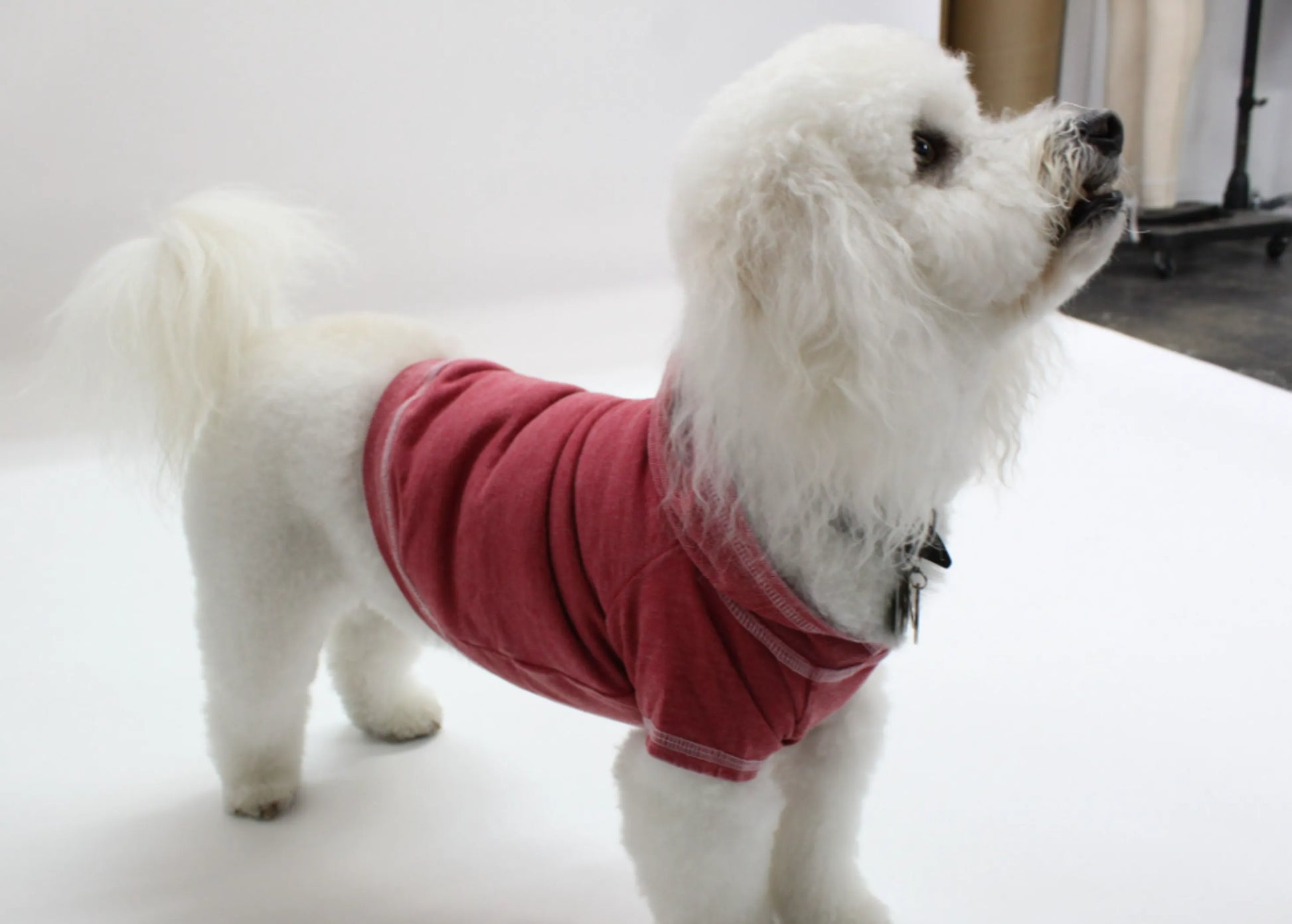 Doggy Hoodie French Terry - Your Pet Connection