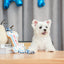 Birthday Cake - Blue - Your Pet Connection