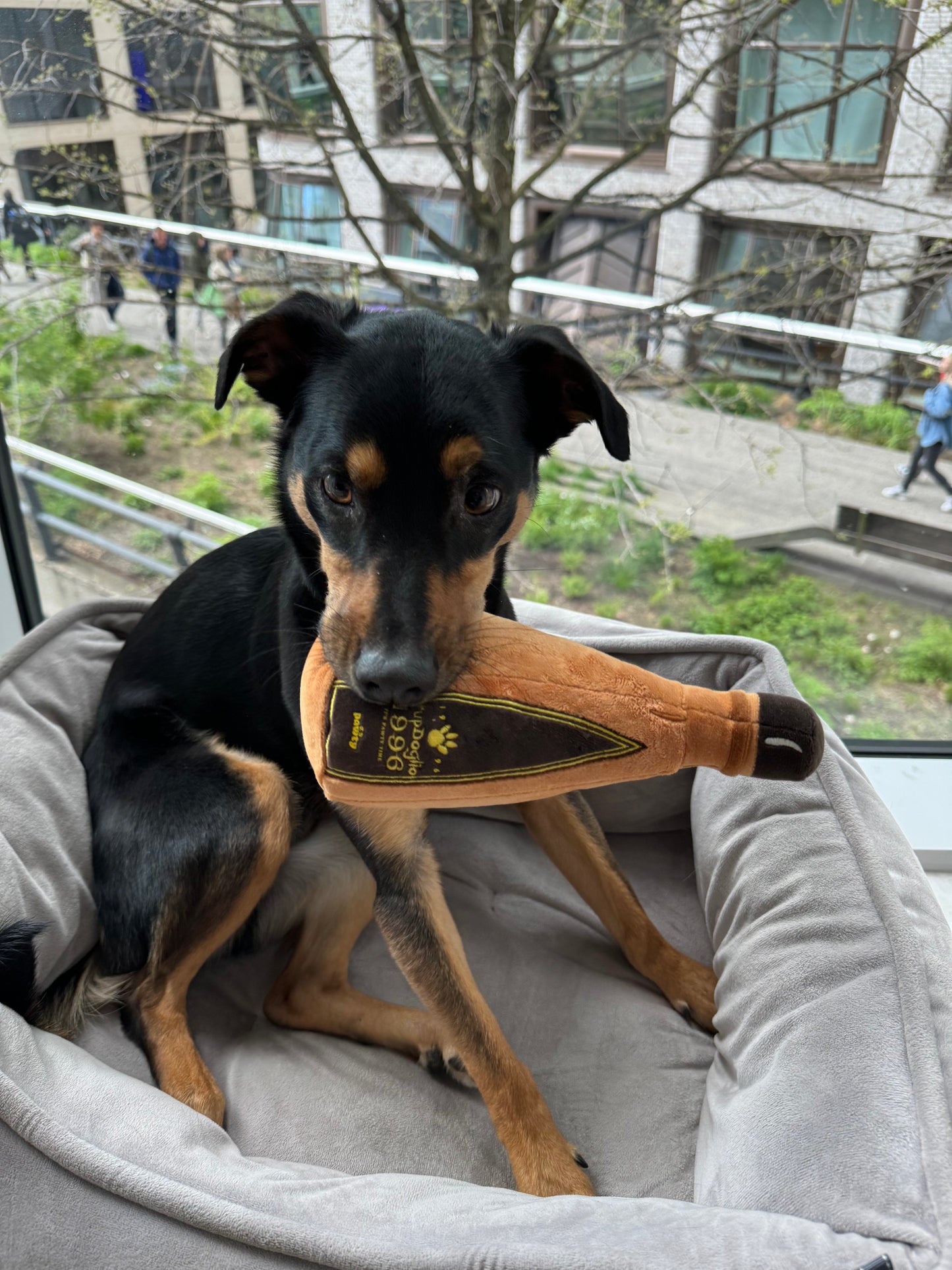 1996 TEQUILA PLUSH DOG TOY - Your Pet Connection