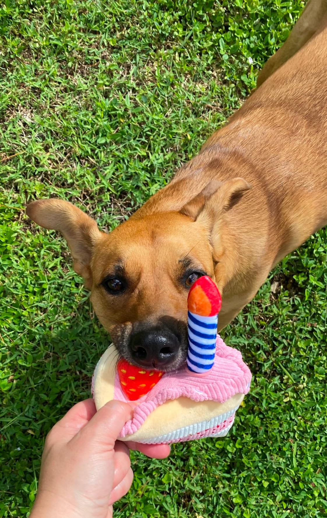 BIRTHDAY CAKE - Your Pet Connection