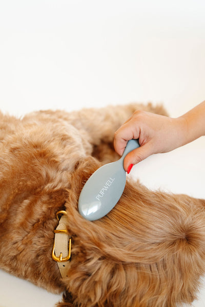 Gentle Detangling Brush - Your Pet Connection