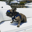 K9 Sport Shades - Dog Goggles - Your Pet Connection