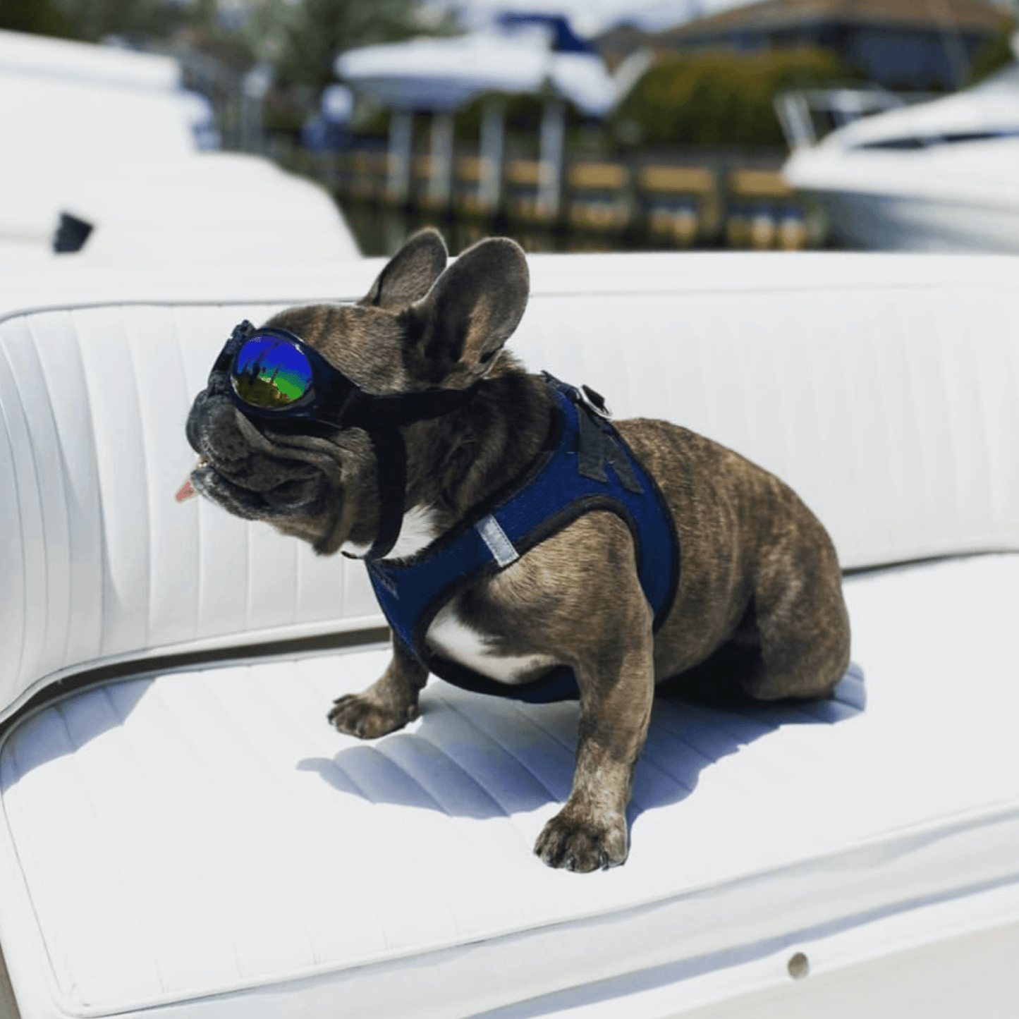 K9 Sport Shades - Dog Goggles - Your Pet Connection
