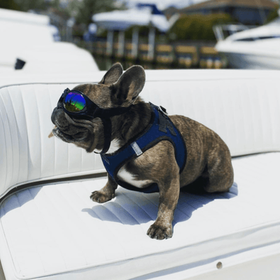 K9 Sport Shades - Dog Goggles - Your Pet Connection