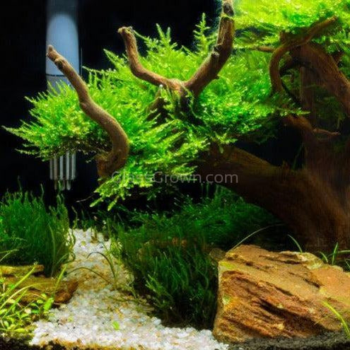 Spiderwood Driftwood Small (4-6") - Your Pet Connection