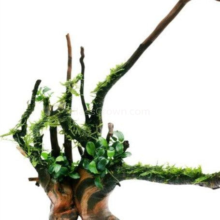 Spiderwood Driftwood Small (4-6") - Your Pet Connection