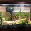 Spiderwood Driftwood Small (4-6") - Your Pet Connection