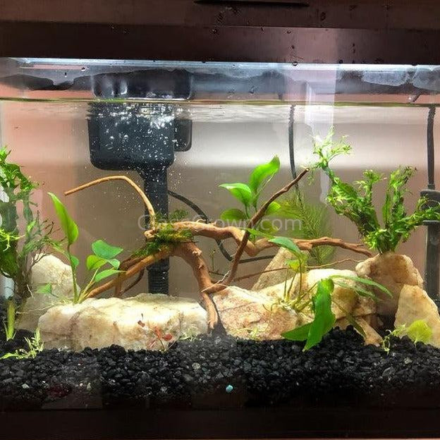 Spiderwood Driftwood Small (4-6") - Your Pet Connection