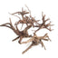 Spiderwood Driftwood Small (4-6") - Your Pet Connection