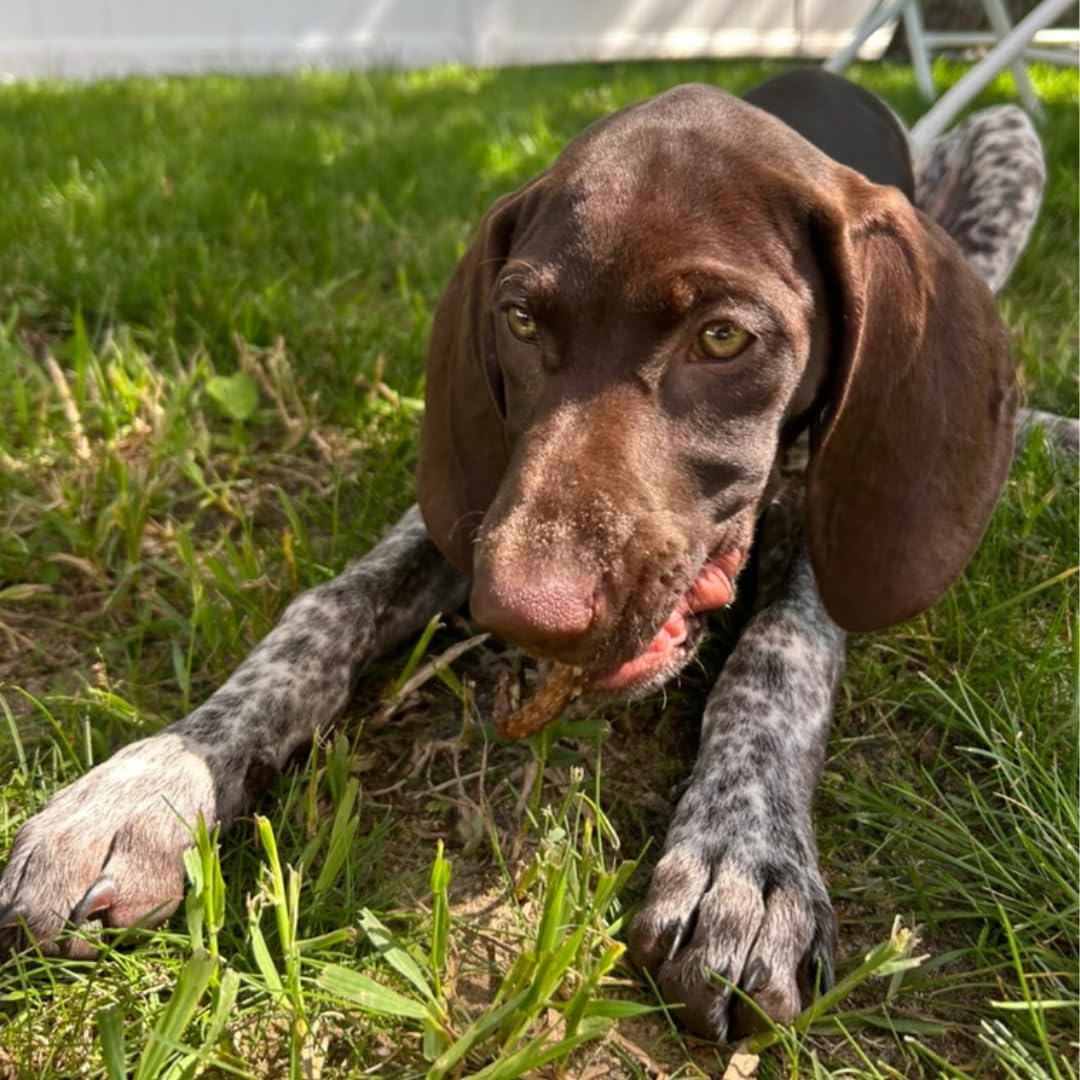 Quail Crunch Sticks Dog Treats, 10 Count Quail Spines Gourmet Dehydrated Healthy Dog Training Treats, Premium Flavors Promote Dental Health, No Artificial Additives for Happy Pets - Your Pet Connection