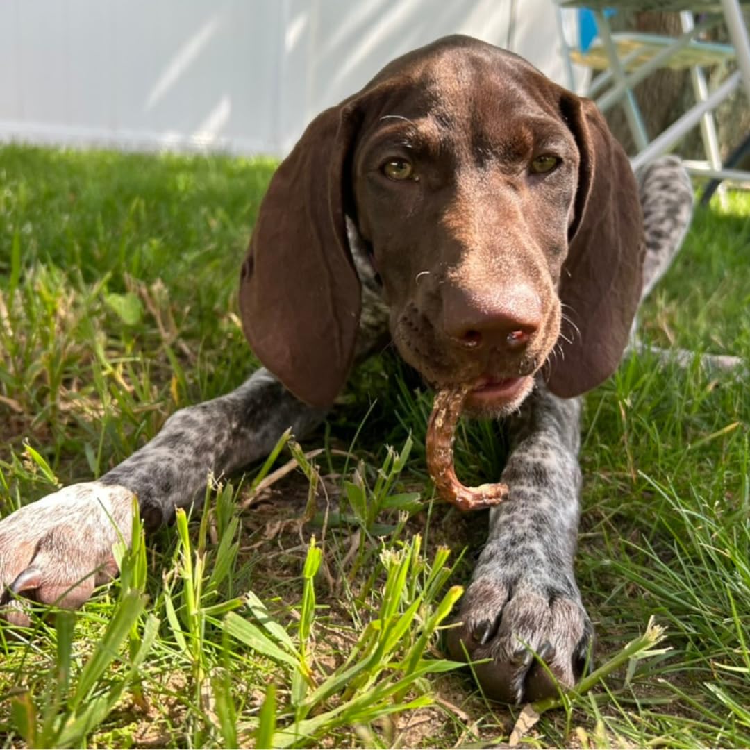 Quail Crunch Sticks Dog Treats, 10 Count Quail Spines Gourmet Dehydrated Healthy Dog Training Treats, Premium Flavors Promote Dental Health, No Artificial Additives for Happy Pets - Your Pet Connection