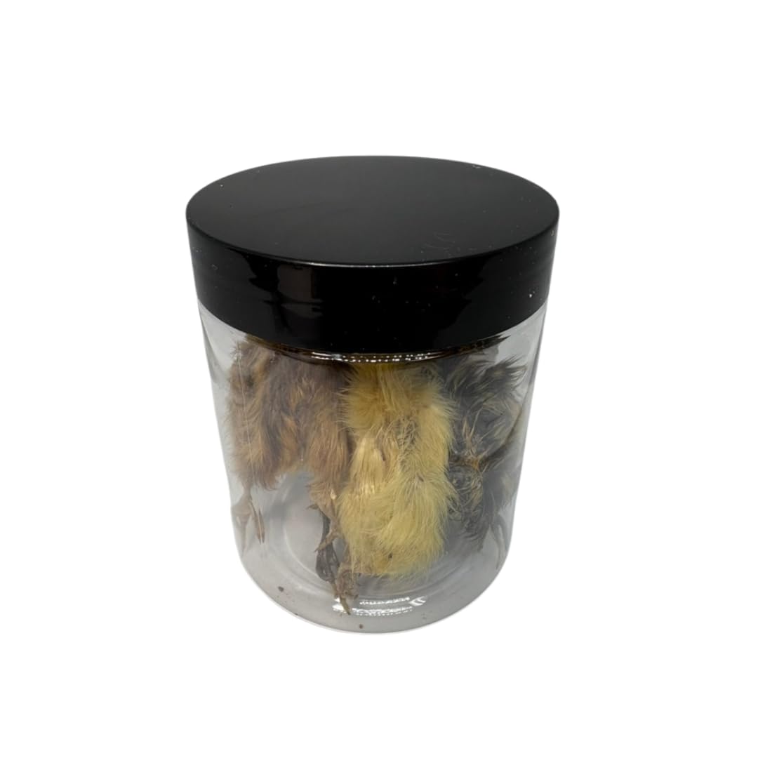 Whole Quail for Carnivore Pets - Premium Quality Natural Pet Treats Quail - Natural Prey Feeding Quail - Freeze-Dried for Essential Nutrients and Enzymes Small Size 5 Count - Your Pet Connection