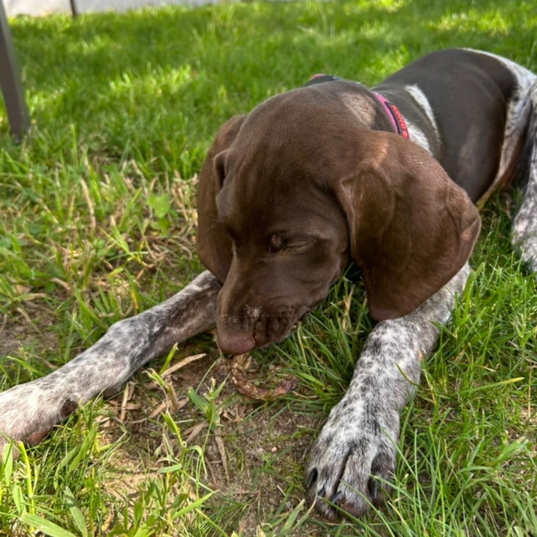 Quail Crunch Sticks Dog Treats, 10 Count Quail Spines Gourmet Dehydrated Healthy Dog Training Treats, Premium Flavors Promote Dental Health, No Artificial Additives for Happy Pets - Your Pet Connection