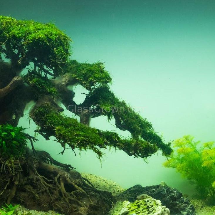 Dragonwood Bonsai Wood Nano Size 6" - Your Pet Connection