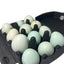 Hollowed Celadon Quail Eggs (Count of 10) Empty Natural Eggs for Crafts - Your Pet Connection