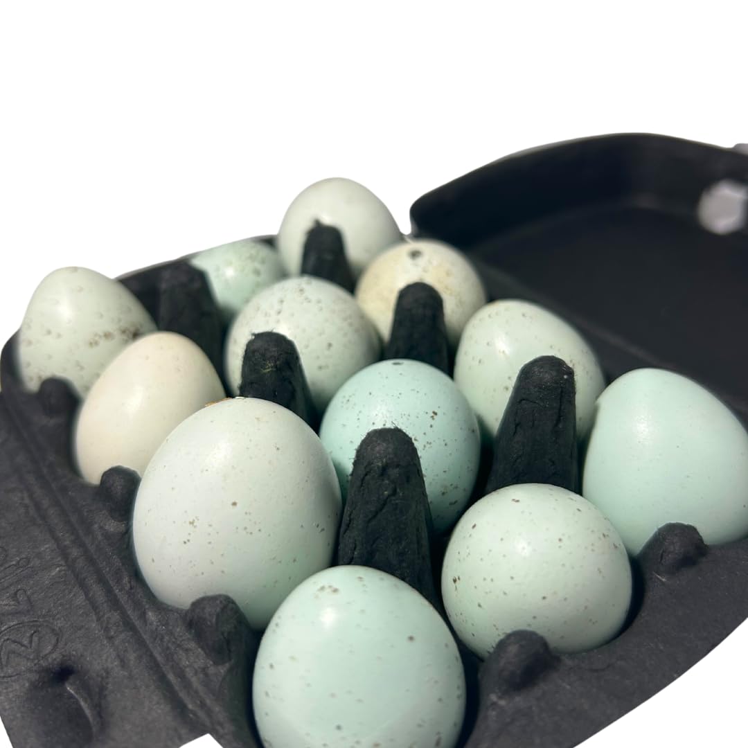 Hollowed Celadon Quail Eggs (Count of 10) Empty Natural Eggs for Crafts - Your Pet Connection