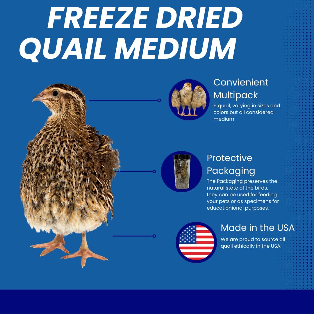 Whole Quail Chick for Carnivore Pets - Natural Prey Feeding - Quality Protein Source Medium Size Chicks 5 Count - Your Pet Connection