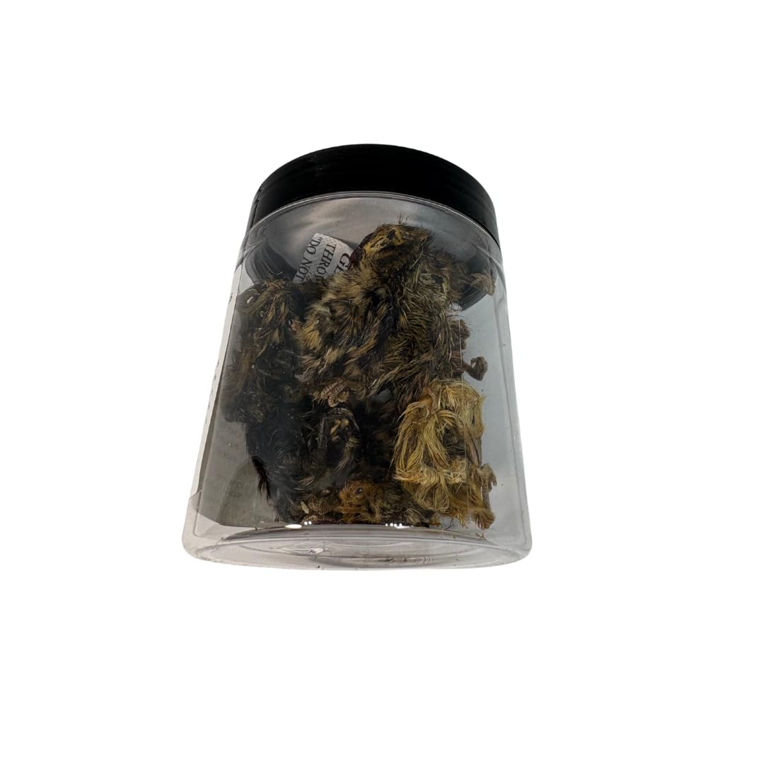 Quail Whole Chick Treats, 10 Count - Tiny, dehydrated Small Premium cat and Dog Treat - Your Pet Connection