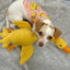 DUCK NECK INTERACTIVE DOG TOY - Your Pet Connection