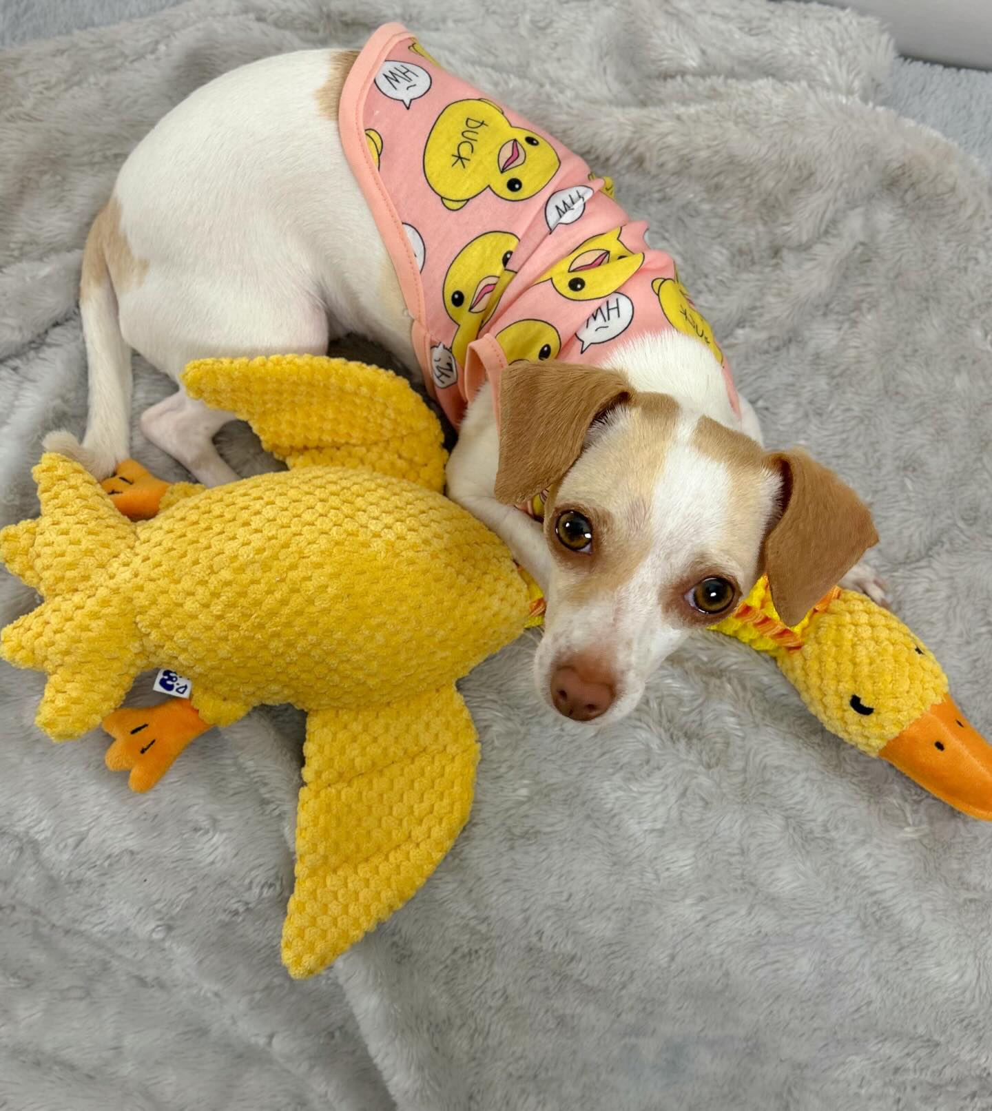 DUCK NECK INTERACTIVE DOG TOY - Your Pet Connection