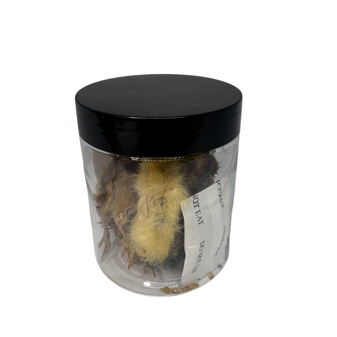 Whole Quail for Carnivore Pets - Premium Quality Natural Pet Treats Quail - Natural Prey Feeding Quail - Freeze-Dried for Essential Nutrients and Enzymes Small Size 5 Count - Your Pet Connection