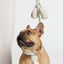 City Walk Kit - Your Pet Connection