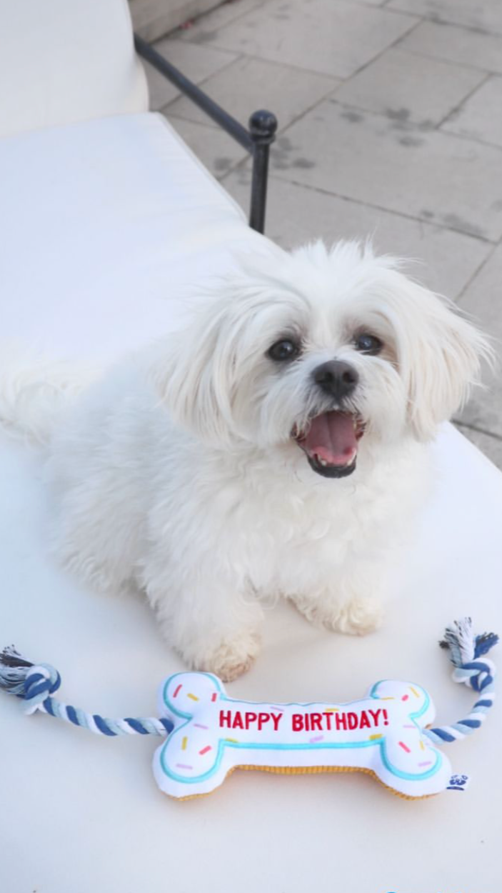 BIRTHDAY BONE - Your Pet Connection