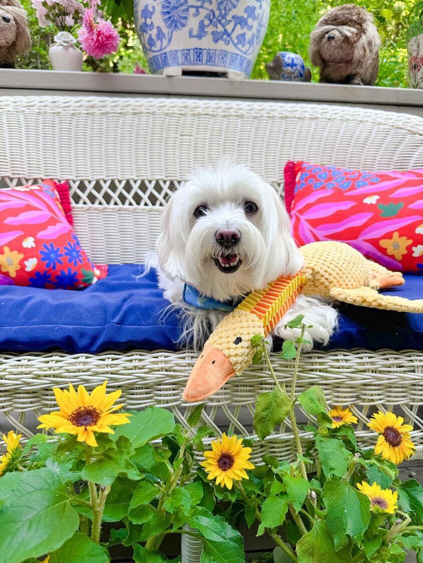 DUCK NECK INTERACTIVE DOG TOY - Your Pet Connection