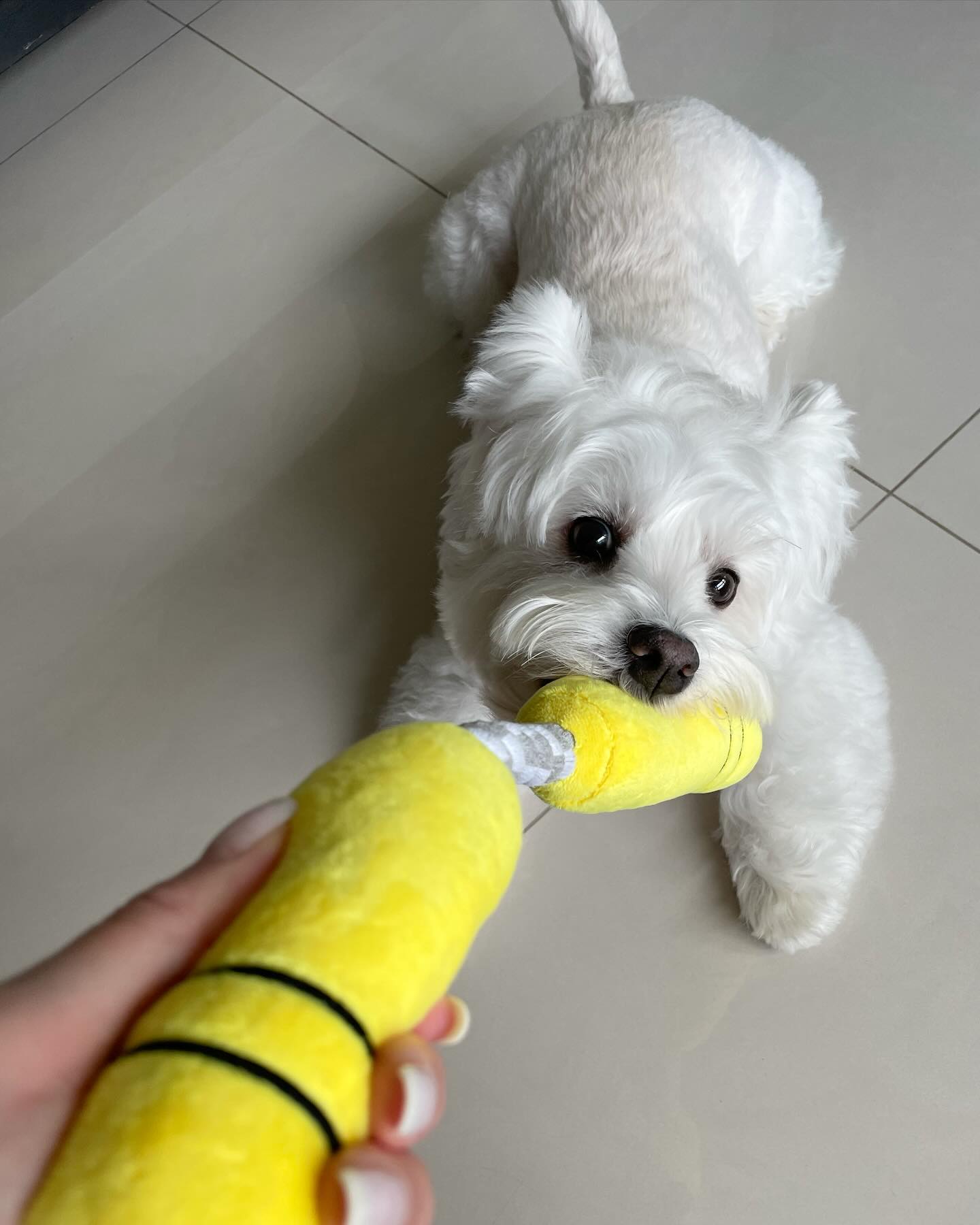 NUNCHUCKS TUG ROPE INTERACTIVE TOY - Your Pet Connection