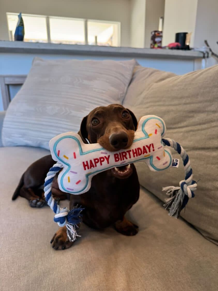 BIRTHDAY BONE - Your Pet Connection