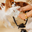 Stay In Place Leash - Your Pet Connection