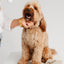 Ultimate Dog Grooming Kit - Your Pet Connection
