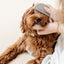 Detailer Comb - Your Pet Connection