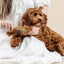 Pup Parent Essentials - Your Pet Connection