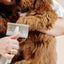 Everyday Slicker Brush - Your Pet Connection