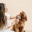 Everyday Slicker Brush - Your Pet Connection