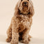 Ultimate Dog Grooming Kit - Your Pet Connection