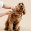 Ultimate Dog Grooming Kit - Your Pet Connection