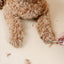 Ultimate Dog Grooming Kit - Your Pet Connection