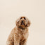 Ultimate Dog Grooming Kit - Your Pet Connection