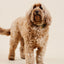 Pup Parent Essentials - Your Pet Connection