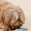 Happy Feelings Lick Mat - Your Pet Connection